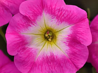 Петуния ампельная гибридная (E3 Easy Wave F1)