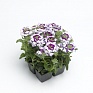 Вербена гибридная (Verbena hybrida)