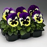 Виола Виттрока (Viola wittrockiana) Виола Виттрока (Viola wittrockiana)