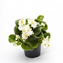Бегония гибридная (зеленая листва) (Begonia hybrida)