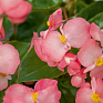 Бегония гибридная (зеленая листва) (Begonia benariensis)
