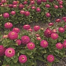 Цинния изящная (Zinnia elegans)