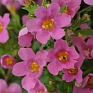 Бакопа (Сутера) сердцевидная (Sutera (Bacopa) cordata) Бакопа (Сутера) сердцевидная (Sutera (Bacopa) cordata)