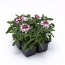 Вербена гибридная (Verbena hybrida) Вербена гибридная (Verbena hybrida)