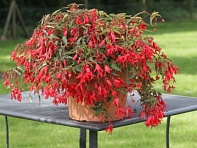 Бегония боливийская ампельная (Bossa Nova F1)