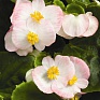 Бегония вечноцветущая (зеленая листва) (Begonia semperflorens)
