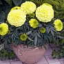 Бархатцы прямостоячие (Tagetes erecta)