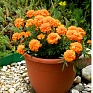 Бархатцы отклоненные (Tagetes patula) Бархатцы отклоненные (Tagetes patula)