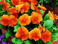 Виола Виттрока (Karma F1) Виола Виттрока (Karma F1)