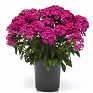 Гвоздика турецкая (Dianthus barbatus)