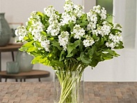 Левкой седой (Tosca)