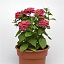 Цинния изящная (Zinnia elegans) Цинния изящная (Zinnia elegans)