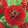Цинния изящная (Zinnia elegans)