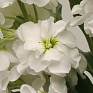 Левкой седой (Matthiola incana)