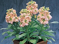 Левкой седой (Cinderella)