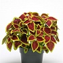 Колеус гибридный (Coleus х hybrida) Колеус гибридный (Coleus х hybrida)