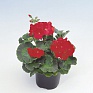 Герань (пеларгония садовая) (Pelargonium x hortorum)
