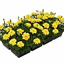 Бархатцы отклоненные (Tagetes patula) Бархатцы отклоненные (Tagetes patula)