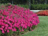 Петуния ампельная гибридная (Tidal Wave F1)