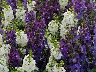 Ангелония узколистная (Serena)