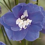 Дельфиниум высокий (Delphinium elatum)