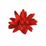 Бегония гибридная ампельная (зеленая листва) (Begonia hybrida)