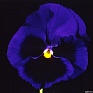Виола Виттрока (Viola wittrockiana)