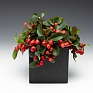 Гаультерия лежачая (Gaultheria procumbens)
