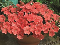 Петуния мелкоцветковая (Picobella F1)