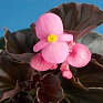 Бегония вечноцветущая (бронзовая листва) (Begonia semperflorens)