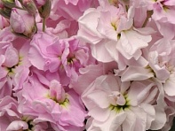 Левкой седой (Katz)