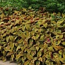 Колеус гибридный (Coleus х hybrida)