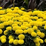 Бархатцы прямостоячие (Tagetes erecta) Бархатцы прямостоячие (Tagetes erecta)
