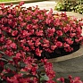 Бегония гибридная (бронзовая листва) (Begonia benariensis)