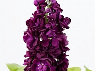 Левкой седой (Aida)