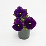 Виола виттрока (Viola wittrockiana) Виола виттрока (Viola wittrockiana)