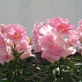 Львиный зев (Антирринум) махровый (Antirrhinum majus)