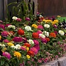 Цинния изящная (Zinnia elegans) Цинния изящная (Zinnia elegans)