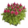 Целозия метельчатая (Celosia plumosa) Целозия метельчатая (Celosia plumosa)