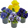 Виола виттрока (Viola wittrockiana)