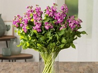 Левкой седой (Tosca)