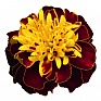 Бархатцы отклоненные (Tagetes patula) Бархатцы отклоненные (Tagetes patula)