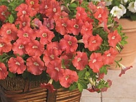 Петуния ампельная гибридная (Picobella Cascade F1)