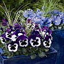 Виола Виттрока (Viola wittrockiana) Виола Виттрока (Viola wittrockiana)