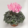 Цикламен персидский (Cyclamen persicum)