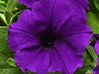 Петуния ампельная гибридная (Combo F1)