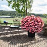 Бегония гибридная (бронзовая листва) (Begonia benariensis)