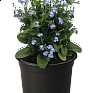 Незабудка лесная (Myosotis sylvatica) Незабудка лесная (Myosotis sylvatica)