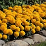 Бархатцы прямостоячие (Tagetes erecta) Бархатцы прямостоячие (Tagetes erecta)