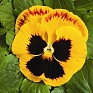 Виола Виттрока (Viola wittrockiana) Виола Виттрока (Viola wittrockiana)